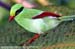 Short-tailed Green Magpie (endemic)
