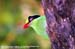 Short-tailed Green Magpie (endemic)