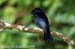 Hair-crested Drongo
