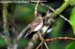 Eye-browed Jungle Flycatcher (endemic)