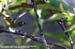 Black-capped White-eye (endemic)