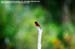 Grey-chinned Minivet