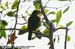 Golden-naped Barbet (endemic)