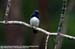 Blue-and-White Flycatcher