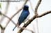 Blue-and-White Flycatcher