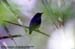 Hill Blue Flycatcher