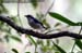 White-browed Shrike-babbler