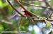 Scarlet Sunbird