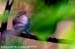 Mountain Leaf Warbler