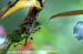 Black-sided Flowerpecker (endemic)