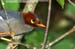 Chestnut-capped Laughingthrush