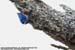 Velvet-fronted Nuthatch