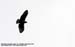 Mountain Serpent-eagle (endemic)