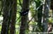 Magpie Robin (North and East Borneo)