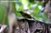 Borneon Spiderhunter (endemic)
