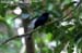 Greater Racket-tailed Drongo