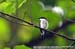 Black-winged Flycatcher-shrike
