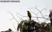 Black-headed Bulbul