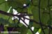 Mountain Barbet (endemic)