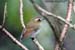 Eye-browed Jungle-Flycatcher