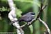 White-throated Fantail