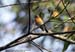 Mugimaki Flycatcher