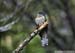 Oriental Cuckoo