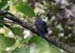 Oriental Cuckoo