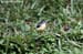Grey Wagtail