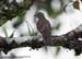 Grey-chested Jungle-Flycatcher
