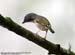White-browed Shrike-Babbler