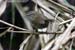 Sunda Bush-Warbler