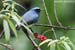 Indigo Flycatcher