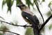 Borneon Treepie