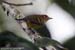 Yellow-breasted Warbler
