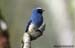 Indigo Flycatcher