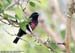 Black-and-Crimson Oriole
