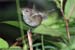 Sunda Bush-Warbler