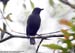 Sunda Whistling-Thrush