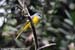 Grey-chinned Minivet