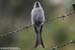 Ashy Drongo