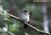 Indigo Flycatcher