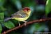 Yellow-breasted Warbler