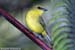 Borneon Whistler