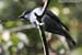 Sunda Cuckooshrike