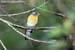 Mugimaki Flycatcher