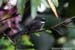 White-throated Fantail
