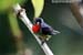 Black-sided Flowerpecker
