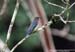Indigo Flycatcher