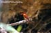 Rufous-backed Kingfisher